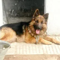 سگ ژرمن شپرد شولاین نر