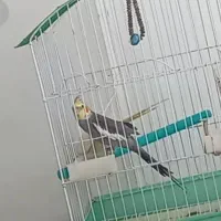 عروس هلندی گم شده