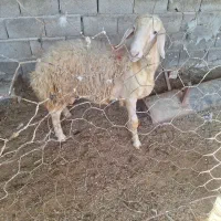 بره قوچ بروجردی