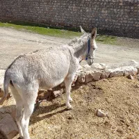 الاغ ماده|حیوانات مزرعه|چگنی, |دیوار