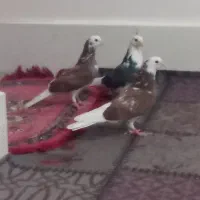 قیمت یک و پنصد|پرنده|زابل, |دیوار