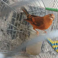 سهره قناری سرخ