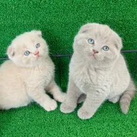 اسکاتیش لیلاک کاراملی