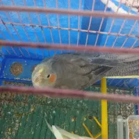 عروس هلندی سالم خونگی ماده|پرنده|شبانکاره, |دیوار