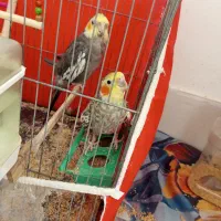 عروس هلندی یک ساله هردو آواز خوان