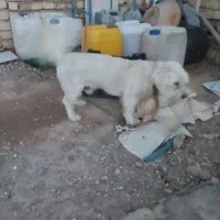 واگذاری سگ پاکوتاه حرف گوش کن