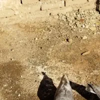 کفتر|پرنده|سبزوار, گلشن|دیوار