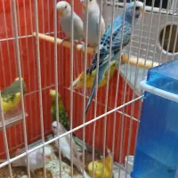 مرغ عشق فنچ قناری پرنده|پرنده|خواف, |دیوار