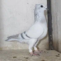 تعدادی کفترماده بی نظیر|پرنده|شیراز, شریف‌آباد|دیوار