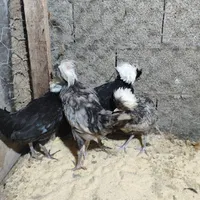 مرغ خروس لهستانی|حیوانات مزرعه|رشت, بلوار گیلان|دیوار