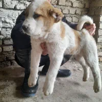 سگ الابای ترکمن|سگ|سیمین شهر, |دیوار