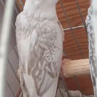 عروس هلندی جوجه|پرنده|بجنورد, |دیوار