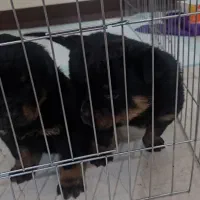 توله روتوایلر|سگ|فردیس, سرحدی|دیوار