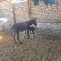 خر یا الاغ کله ی وباری