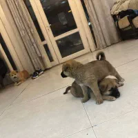 واگذاری توله اکیتا