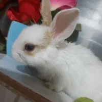 بچه خرگوش