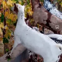 بز صلاله وارداتی