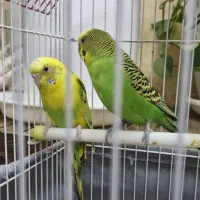 مرغ عشق مولد