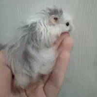 همستر،خرگوش،