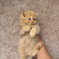 گربه اسکاتیش