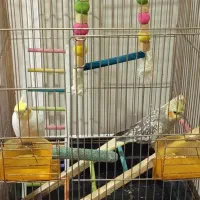 عروس هلندی جفت