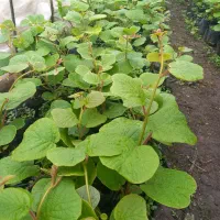 نهال کیوی هایوارد طلایی یکساله و دوساله|خدمات باغبانی و درختکاری|لیسار, |دیوار