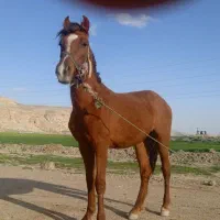 کره نریان دوساله آرام پدر شکال شریف خوش تیپ