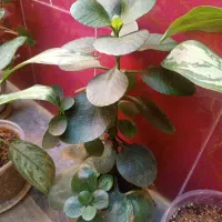 گل های طبیعی|گل و گیاه طبیعی|نورآباد, |دیوار