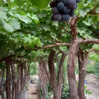 درخت انگور سیاه پایه بلند ۷ ساله