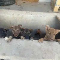 واگذاری توله های میکس هاسکی و پیتبول