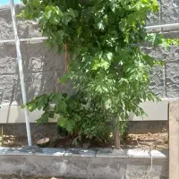 خانه اجاره ای جای خوش آب و هوا