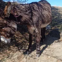 فروشی الاغ جوان|حیوانات مزرعه|قصابه, |دیوار