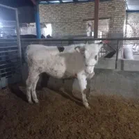 گوساله نرسیمینتال جنس یک