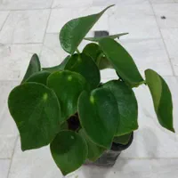گل کالانکوئه.پپرومیا قطره باران. بلک گلد.درختچه|گل و گیاه طبیعی|قم, نیروگاه|دیوار