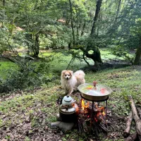 سگ نر اشپیتز گم شده