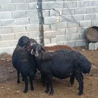 میشه قره قزل لخت