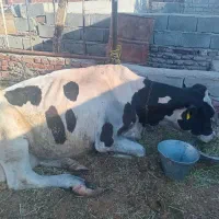 گاو گوساله مریض