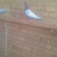 سینه سیاه نر ماده خشکل سرحال|پرنده|اهواز, کیانشهر|دیوار