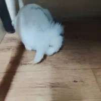 خرگوش لوپ|موش و خرگوش|فردیس, شهرک صنعتی سیمین دشت|دیوار