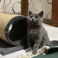 گربه های بریتیش و اسکاتیش اصیل در اهواز|گربه|اهواز, کمپلو شمالی|دیوار