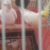 عروس هلندی|پرنده|تهران, فلسطین (میدان انقلاب)|دیوار