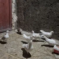 ۹عدد کبوتر خوب یکیشون طوقیه|پرنده|نورآباد, |دیوار