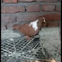 ککیلی|پرنده|اردبیل, |دیوار