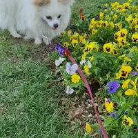 سگ پارامین خیلی خوشکل