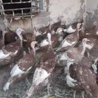 بوقلمون نر  بوربون قرمز|حیوانات مزرعه|امیدیه, |دیوار