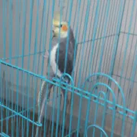 عروس هلندیی