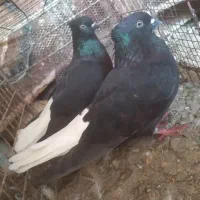 جفت اشعل واکسی