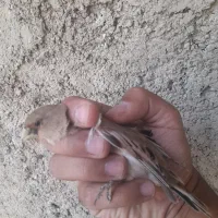 سهره.قناری.مرغ عشق.فنچ|پرنده|شیراز, شهرک نیروی انتظامی|دیوار