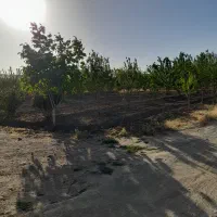 معاوضه باغ میوه ۴ساله در بهترین لوکیشن گلپایگان|فروش زمین و ملک کلنگی|گلپایگان, |دیوار