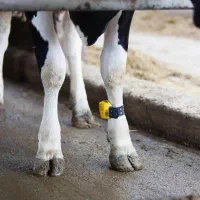 دامدار حرفه ای جهت کار در دامداری لوشان